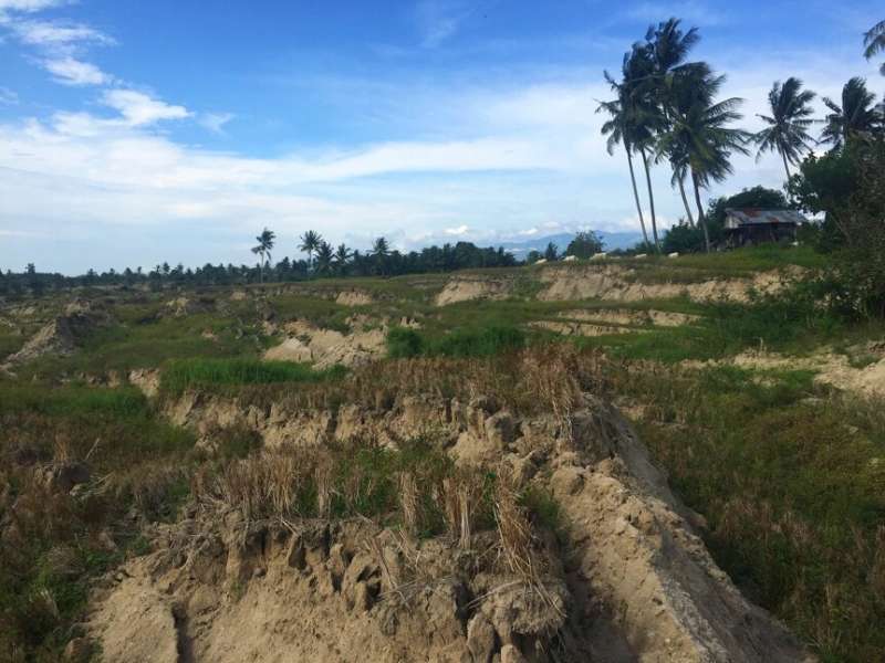 Rice irrigation worsened landslides in deadliest earthquake of 2018, study finds