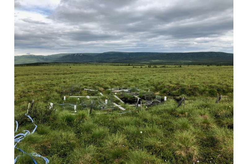 Rising tundra temperatures create worrying changes in microbial communities