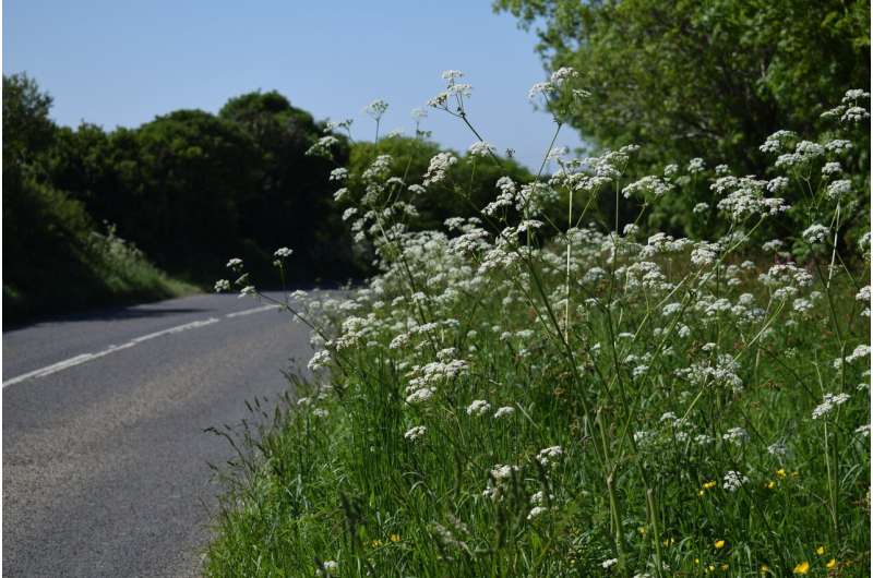 Road verges provide refuge for pollinators
