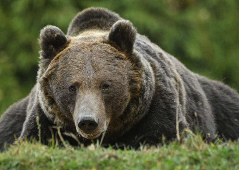 Romania has Europe's highest number of brown bears