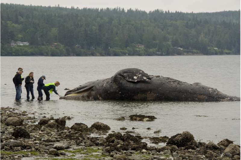Rot in peace: Sites lacking for whale corpses amid die-off