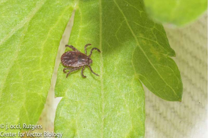 Rutgers researchers contribute to visual guide to identify invasive self-cloning tick