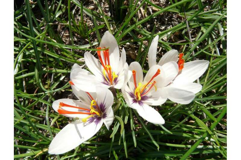 Saffron comes from Attica -- origin of the saffron crocus traced back to Greece