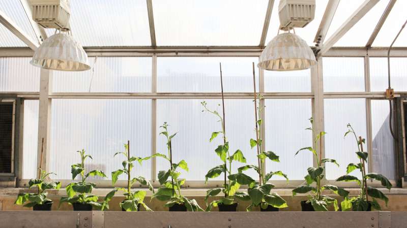 Scientists engineer shortcut for photosynthetic glitch, boost crop growth by 40 percent
