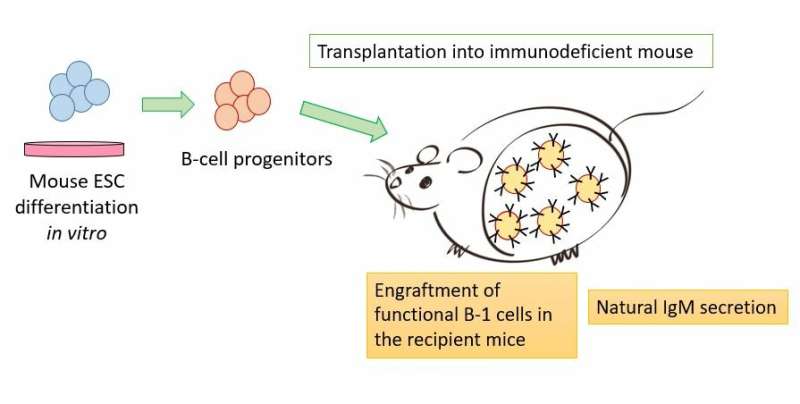 Scientists generate functional, transplantable B cells from mice