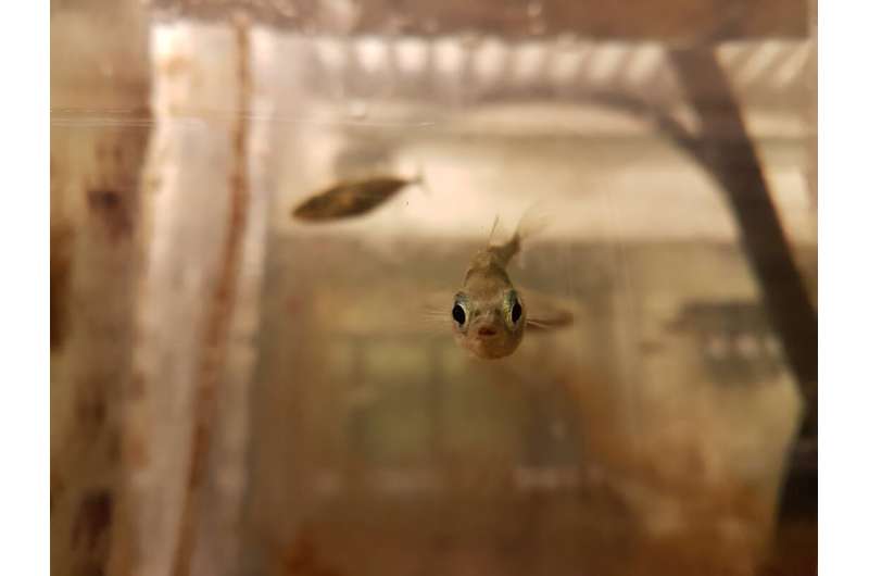 Scientists solve mystery of a fish called Mary's 'virgin' birth
