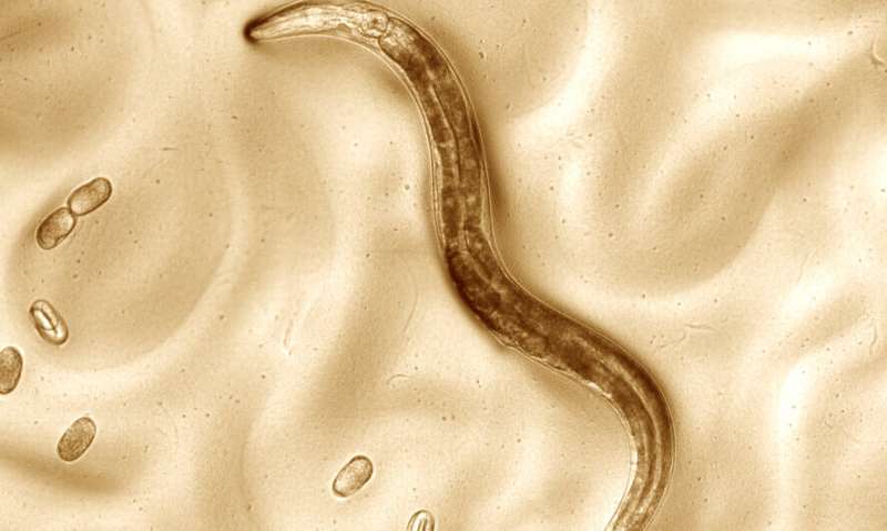 Scientists teach old worms new tricks