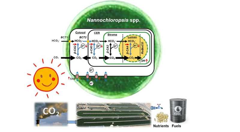 Scientists turn back evolutionary clock to develop high-CO2-tolerant microalgae