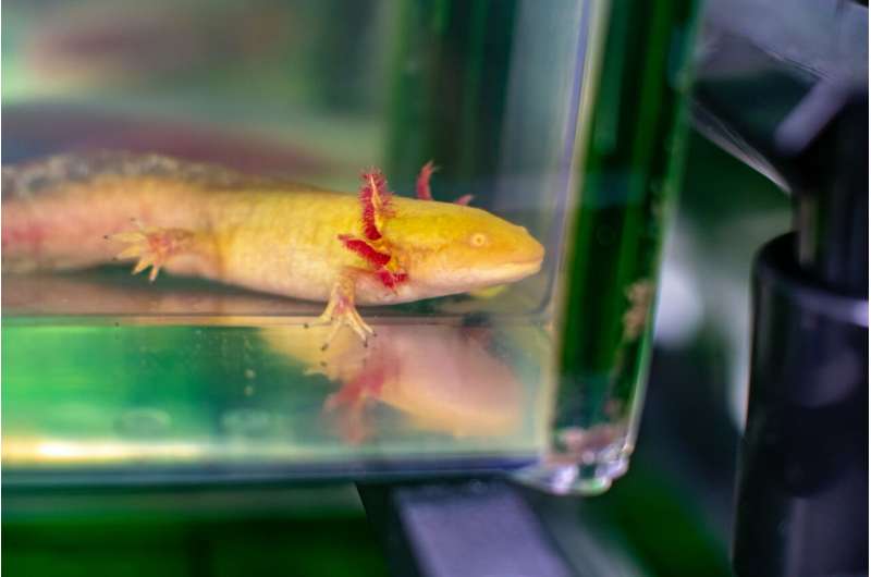 Sci-fi to reality: Superpowered salamander may hold the key to human regeneration