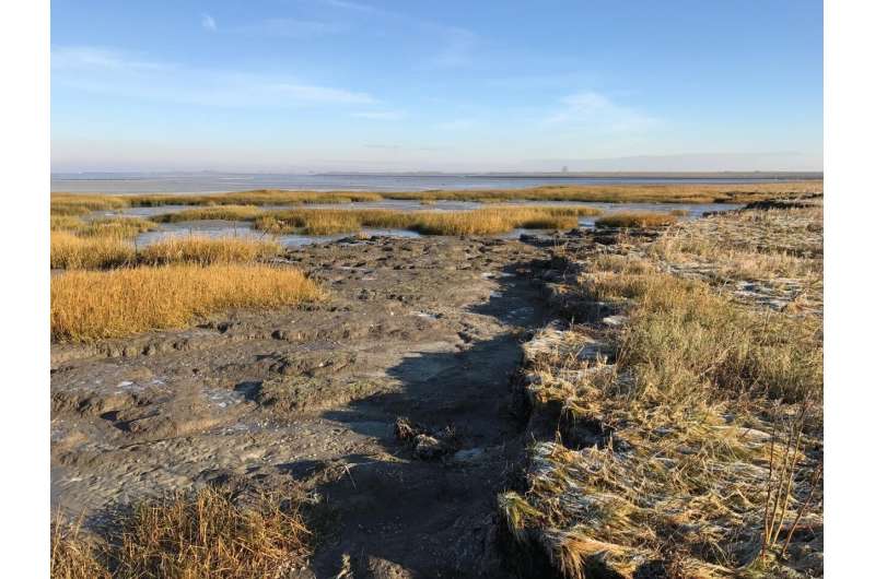 Sea level rise requires extra management to maintain salt marshes