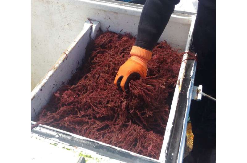 Seaweed feed additive cuts livestock methane but poses questions