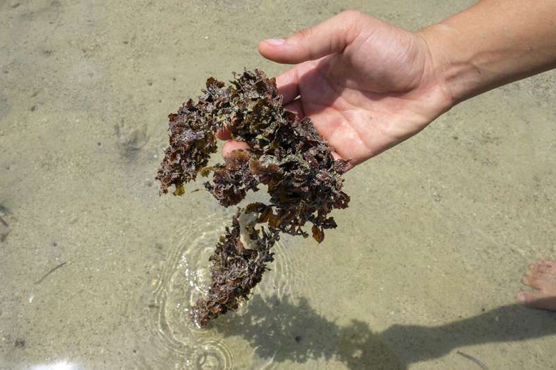Seaweed sinks deep, taking carbon with it