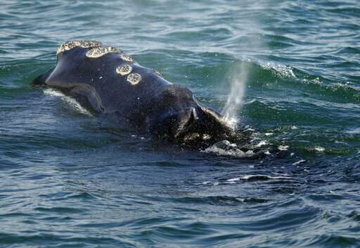 Shutdown makes it tough for groups to help endangered whales