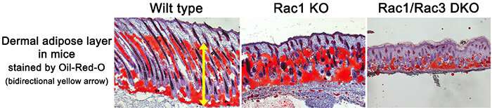 Signals from skin cells control fat cell specialization