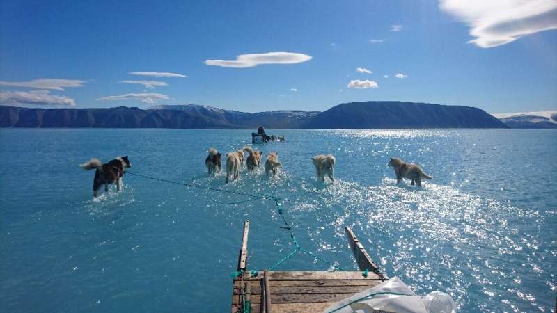 Sled dogs wade through water on melting sea ice during an expedition in North Western Greenland, as shown in this June 13, 2019 