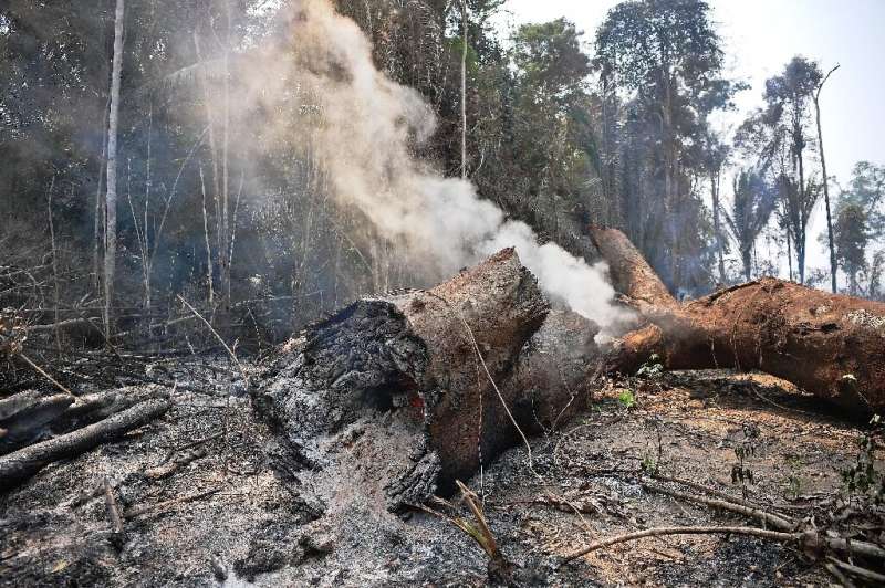 Smoke billows from a burning tree trunk near Porto Velho, in the Brazilian Amazon basin state of Rondonia