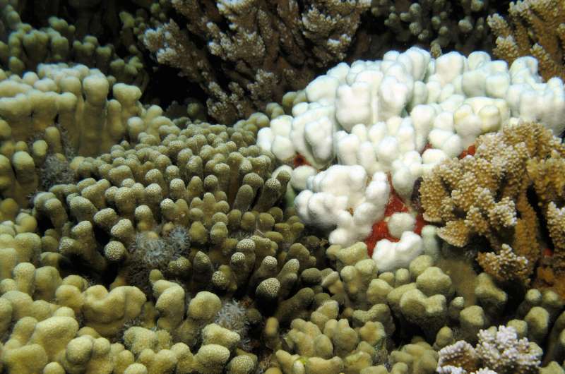 Soft tissue makes coral tougher in the face of climate change