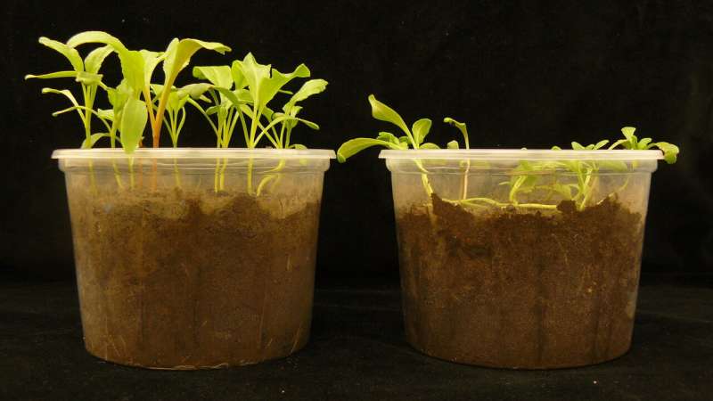 **Soil bacteria found to use several approaches in ‘suppressive soils’ to protect plants