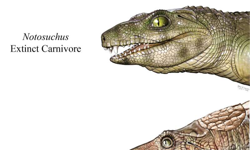 Some extinct crocs were vegetarians