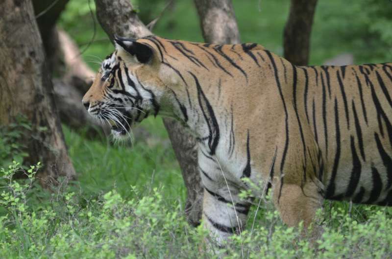 Some good conservation news: India's tiger numbers are going up