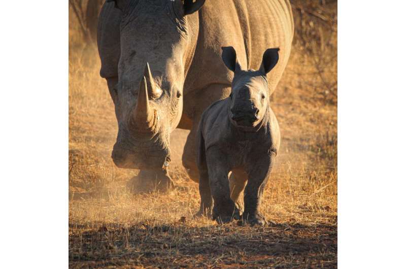 Southern white rhinos are threatened by incest and habitat fragmentation