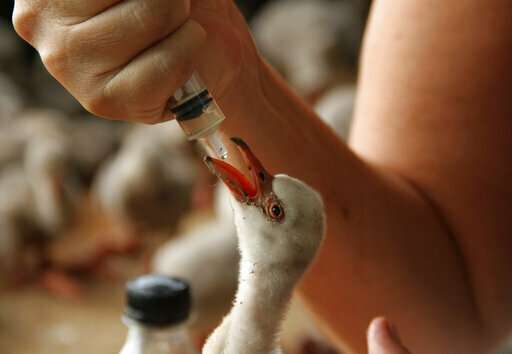Special airlift for baby flamingos in peril in South Africa