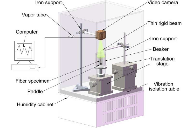 Spider dragline silk as torsional actuator driven by humidity for applications as artificial muscle