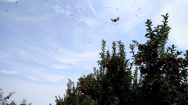 Spotted lanternflies found to be flyers, not gliders