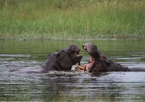 Spying on hippos with drones to help conservation efforts
