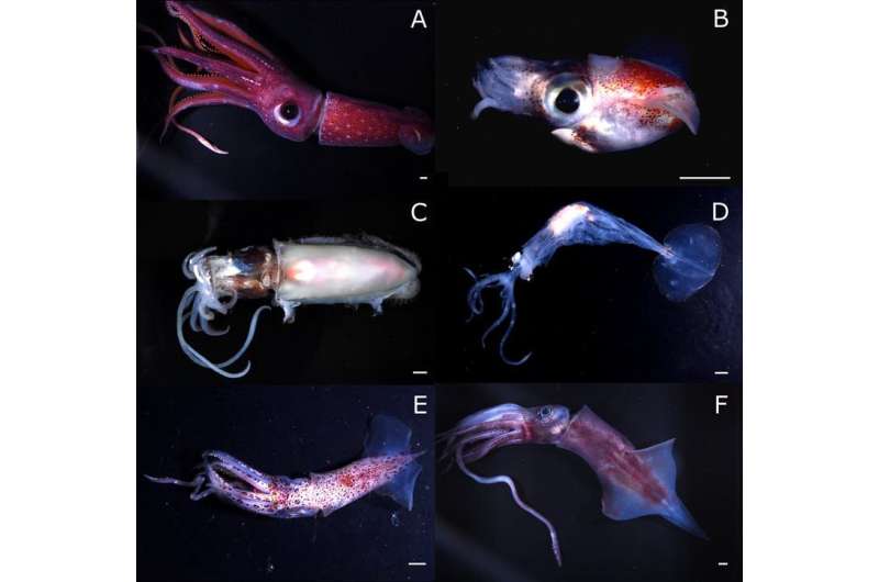 Squid team finds high species diversity off Kermadec Islands, part of stalled marine reserve proposal