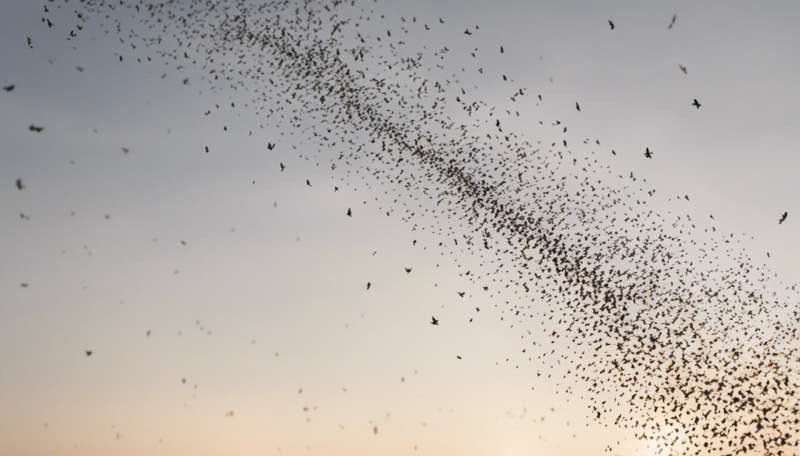Starling murmurations: the science behind one of nature's greatest displays