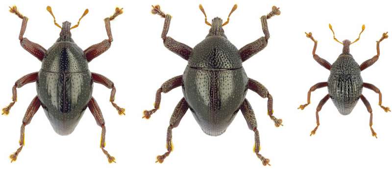 Star Wars and Asterix characters amongst 103 beetles new to science from Sulawesi, Indonesia