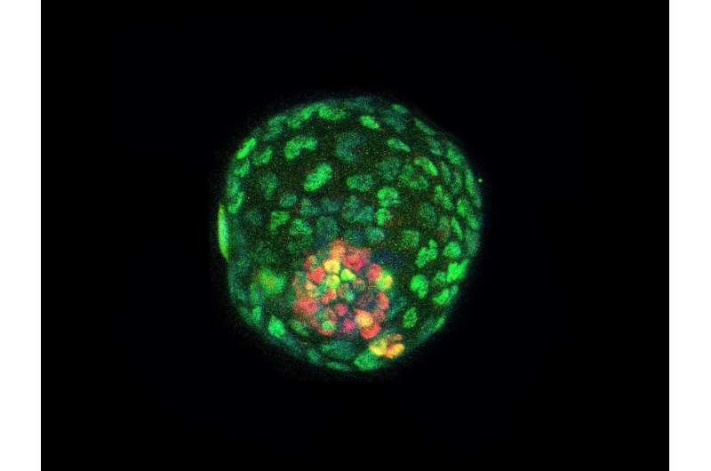 Stem cell study offers new way to study early development and pregnancy