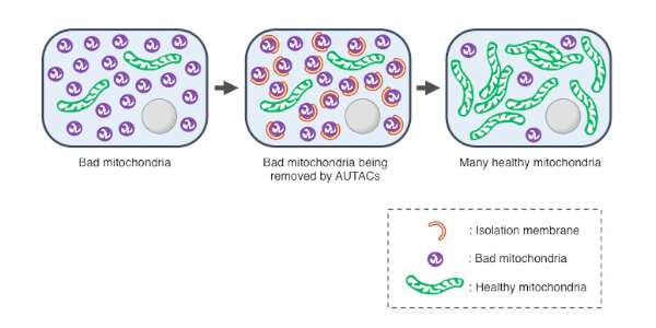 Strategy to help cells get rid of disease-related debris