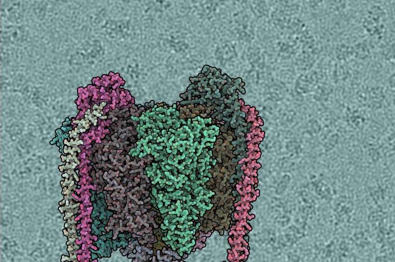Structure of protein nano turbine revealed