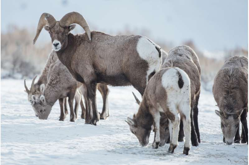 Study finds native bighorn sheep herds retain migratory diversity