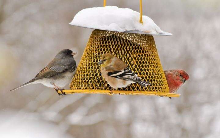 Study finds people who feed birds impact conservation