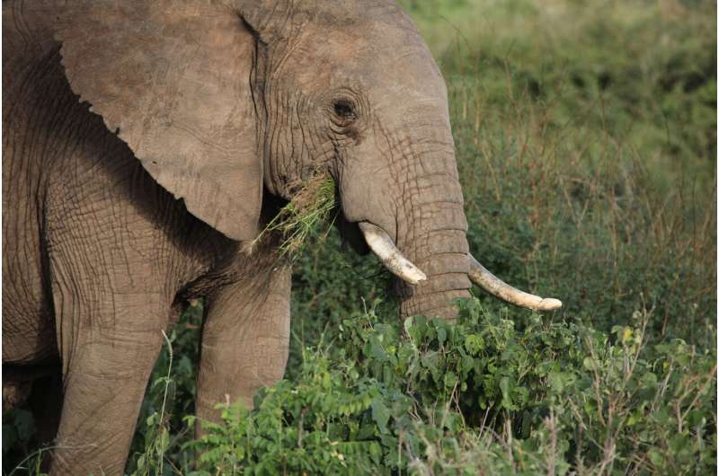 Study of African animals illuminates links between environment, diet and gut microbiome