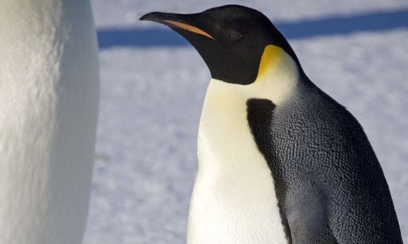 Study recommends special protection of emperor penguins