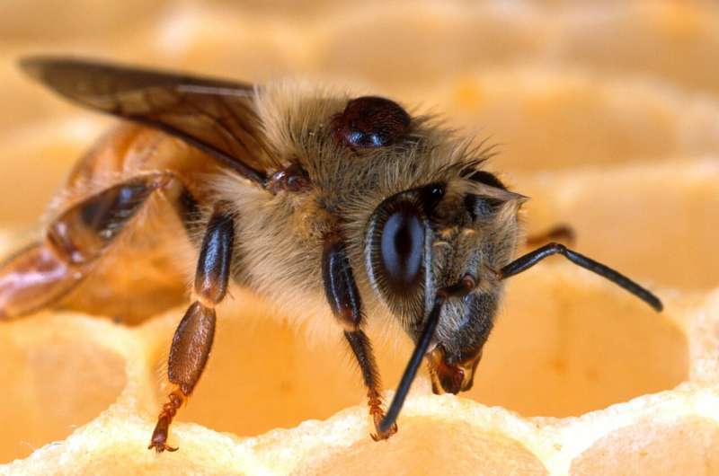 Study shows dangerous bee virus might be innocent bystander
