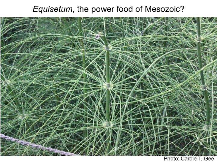 Superfood for Mesozoic herbivores? Emerging data on extreme digestibility of equisetum and implications for young, growing herbi