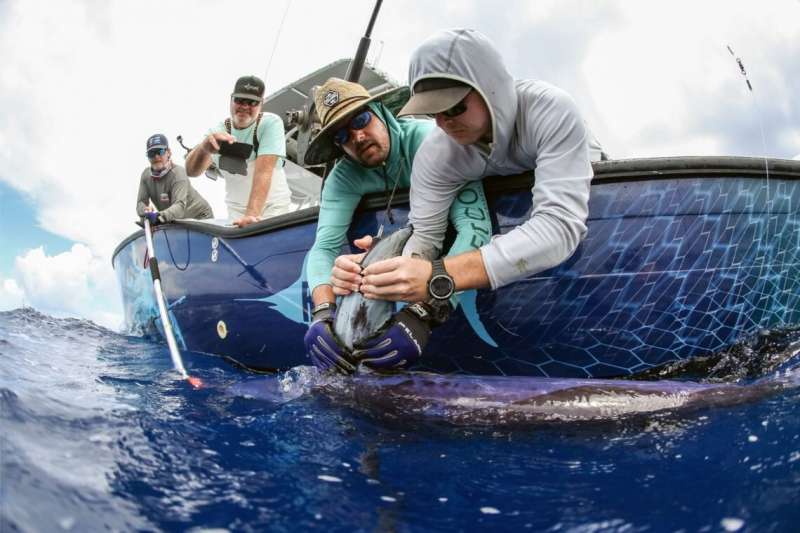 Swordfish as oceanographers?  Satellite tags allow research of ocean's 'twilight zone' off Florida