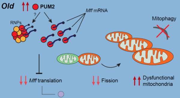 Targeting an RNA-binding protein to fight aging