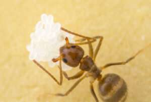 Tawny crazy ants’ weird genetics may help them thrive in new environments