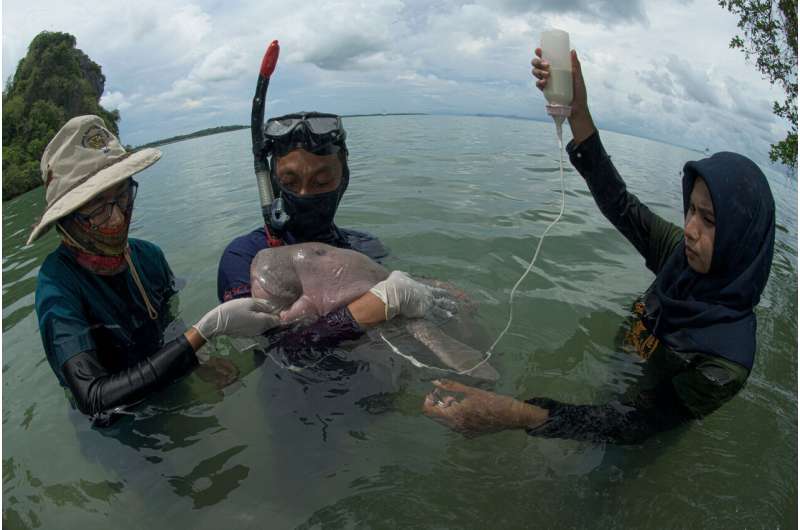Thai marine biologist pleads for dugong conservation plan