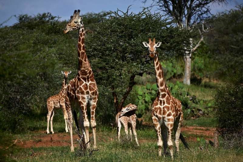 The African giraffe has been affected by habitat loss