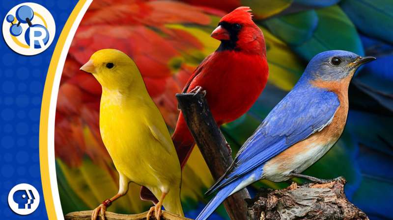 The chemistry behind color-changing birds (video)