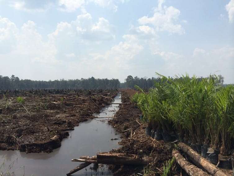The human cost of palm oil development