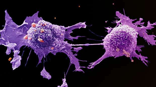 The immune system preys on growing lung cancers, forcing them to evolve to survive