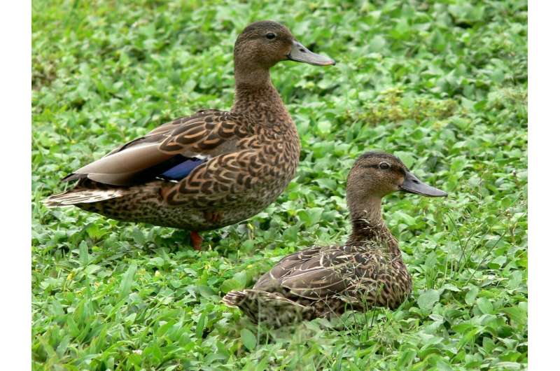 The little duck that could: Study finds endangered Hawaiian duck endures